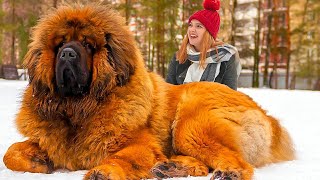 The Magnificent World of Tibetan Mastiffs Unleashing the Extraordinaryquot TibetanMastiff [upl. by Haodnanehs495]