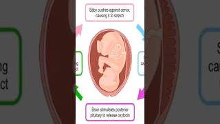 oxytocin induced labor physiology pregnancy [upl. by Daven694]