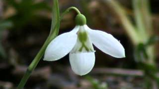 Galanthus plicatus Three Ships [upl. by Farris]