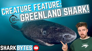 GREENLAND SHARK  Shark Profile 2 [upl. by Elazaro]