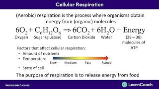 NCEA Biology L2 Cells Cellular Respiration [upl. by Annmarie203]