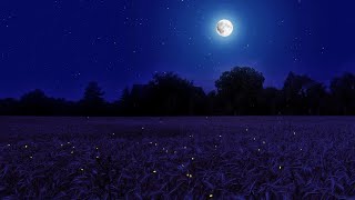 Night Ambience on a Barley Field Crickets Chirping and Wind Sounds  Summer Full Moon [upl. by Nolra]