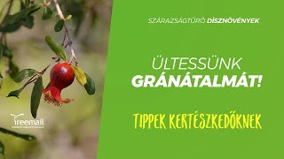 Ültessünk gránátalmát [upl. by Ial621]