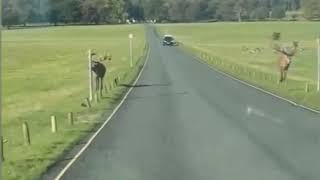 Stag Attacks Van in Hertfordshire Deer Park [upl. by Yeloc324]