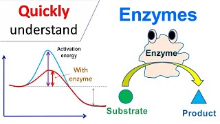 Enzymes [upl. by Turmel699]