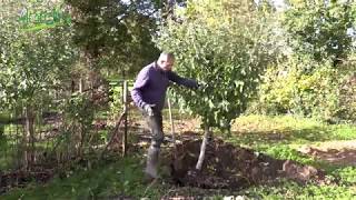 TRANSPLANTER un ARBRE FRUITIER🍎Comment faire pour réussir [upl. by Rovner]