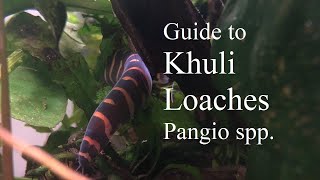 Caring for the Kuhli Loach Pangio sp [upl. by Ahsaercal607]