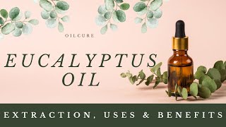 The Power of Eucalyptus Oil Extraction Methods Benefits and Versatile Uses [upl. by Ahsed]