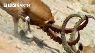 Nubian Ibex Fight for Females  Earths Great Seasons  BBC Earth [upl. by Fenn51]