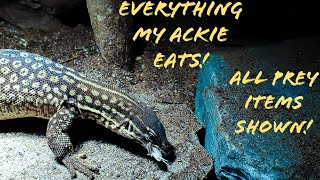 Everything My Ackie Eats All prey Items Shown [upl. by Anirdnaxela]