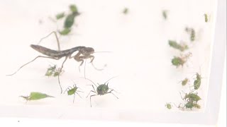 大量のアブラムシの中に赤ちゃんカマキリを放った結果 [upl. by Ardnalahs]