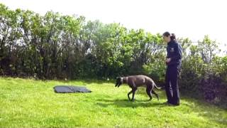 Training young Sighthounds [upl. by Annemarie185]