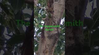 The Coppersmith Barbet birds that creates hole in tree [upl. by Kellyn]