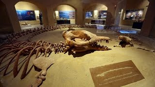 Fossil Museum at Wadi El Hitan Egypt [upl. by Keiryt431]