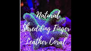 The Toadstool Leather Coral Shedding  Why When and How [upl. by Nnaycnan215]