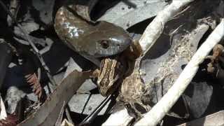 Tiger Snake Catching Frogs [upl. by Schwitzer906]