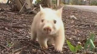 WHITE WOMBAT Rare wombat is wonder Down Under [upl. by Htenek]