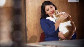 Vetsulin® Administration Video – Feline cat Diabetes [upl. by Laikeze]