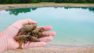 Catching Crawfish For My New Ponds [upl. by Airdnek735]