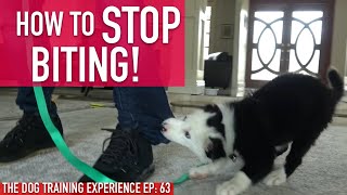 How to Train Your Puppy to STOP BITING Watch How Long it Actually Takes [upl. by Merlin]