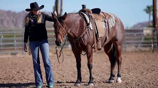 SE GABRIEL GOODUN  Lot 73  Hershberger Performance Sale  Consigned by Success Horses [upl. by Jaunita922]