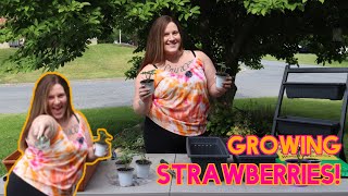 How to Grow Bare Root Strawberries Indoors EverBearing Strawberries [upl. by Blankenship]