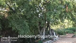 Sugarberry tree [upl. by Aldus]