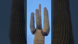 How Can Saguaros Survive This saguaro cactus nature plants succulents shorts sonorandesert [upl. by Muraida]