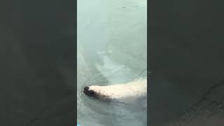 Steller Sea Lion at Alaska’s Sea Life Center [upl. by Adams]