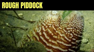 Rough Piddock 2  Salish Sea Marine Wildlife [upl. by Candy]