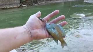 Dinosaur Valley State Park A little fishing on the Paluxy River [upl. by Eulalia611]