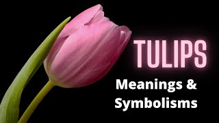 Tulips  The Meaning and Symbolism Behind this Popular Flower [upl. by Niall694]