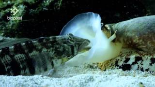 Geographus cone shell net feeding on sleeping fish [upl. by Joann]