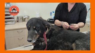 Rescued Senior Dog Arxigos Gets a Pampering and a Vet Check Up [upl. by Ranna293]