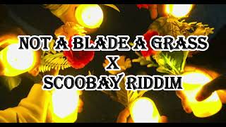 NOT A BLADE A GRASS X SCOOBAY RIDDIM [upl. by Atnauqahs]