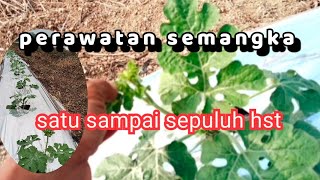 tips aman tanam semangka di musim kemarau [upl. by Herbert]