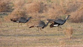 Houbara Bustards Chlamydotis undulata fuertaventurae Lanzarote [upl. by Xer]