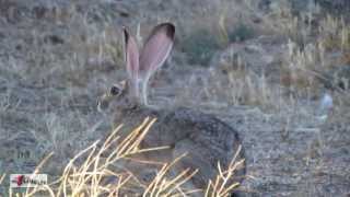 Black Tailed Jack Rabbit  Arizona Desert Hare [upl. by Healy153]