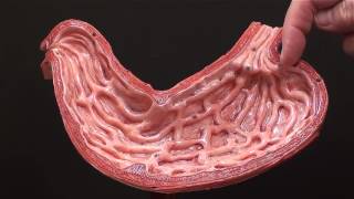 gross anatomy of the human stomach [upl. by Etirugram]