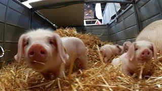 Salon de lAgriculture 2018 Paris version originale [upl. by Lazar]