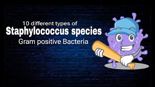 Staphylococcus species  Ten Different types of Staphylococcus  By AbuBakar Med Plus [upl. by Ikkaj]