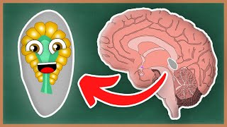 What Is The Pineal Gland and the Endocrine System  How The Human Body Works [upl. by Kancler800]