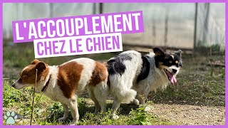 Comment fonctionne laccouplement chez les chiens [upl. by Hailahk]