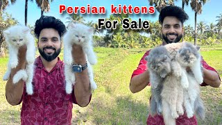 Persian Cats For Sale  Persian Cat baby  Persian Cat  persian cat price in india  cats for life [upl. by Adnuhsat]