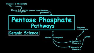 Pentose Phosphate Pathway Simplified [upl. by Dorahs517]