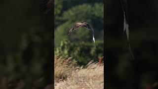 Common Buzzard Eating a Slow Worm shorts natureshorts birdsofprey flyinganimals canonuk [upl. by Sadella]