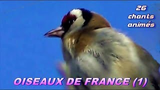 CHANTS dOISEAUX de FRANCE  28 chants [upl. by Annahgiel288]