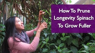 How To Get Gynura Procumbens Longevity Spinach To Grow Fuller [upl. by Adlig119]