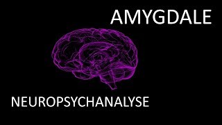 Lamygdale  Neurosciences et psychanalyse  1 [upl. by Corsiglia590]