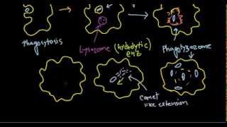 Listeria monocytogenes pathogenesis [upl. by Adnamas131]